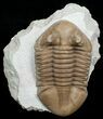 Large Asaphus Kotlukovi Trilobite #6446-5